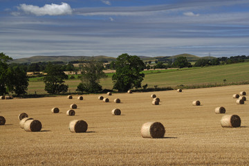 After the harvest