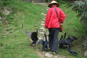 paysan chinois et ses cormorans