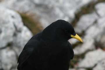 Rabenkopf 2
