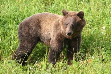 Obraz na płótnie Canvas alaska-grizzly