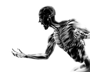Fototapeta na wymiar Muscles On Human Body 17