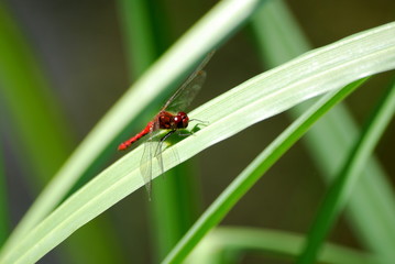 Fototapeta premium libellule