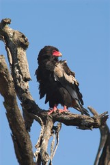 Uccello predatore nel Serengheti