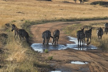 Serengheti NP, Tanzania