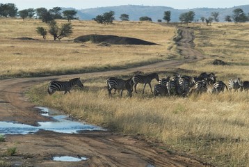 Serengheti NP, Tanzania