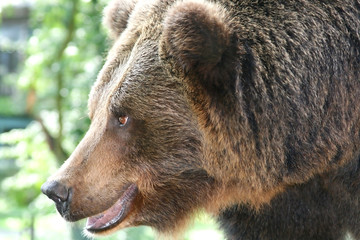 Brown bear 1