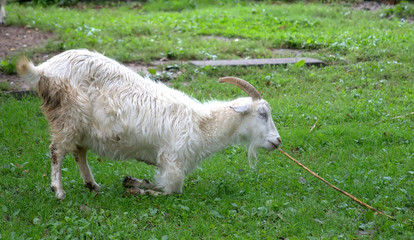 Goat on to the meadow