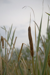 Fototapeta premium Canes