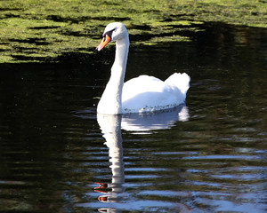 Fototapeta premium Swan Gentle