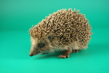 Hedgehog on a green background.