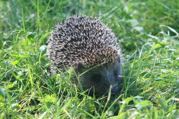 Hedgehog in a grass.