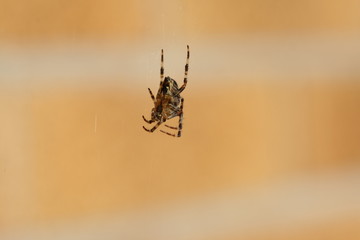 garden spider