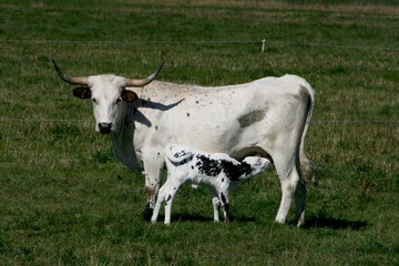 mother and calf