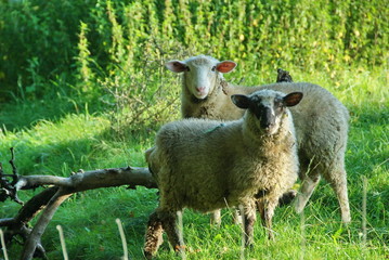 Fototapeta premium moutons