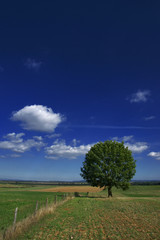 le ch&ecirc;ne et le ciel