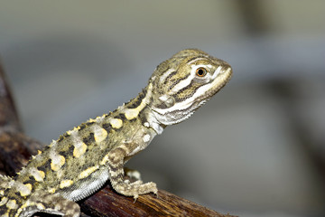 Bartagame