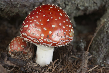 fly agaric