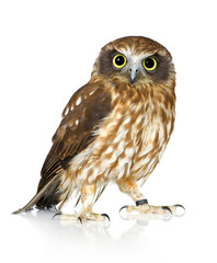 New Zealand owl