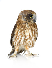 New Zealand owl