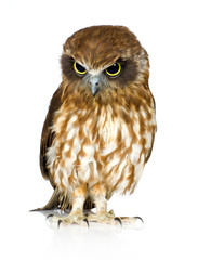 New Zealand owl