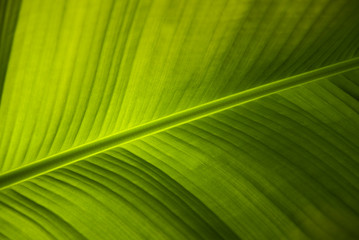 Palm leaf
