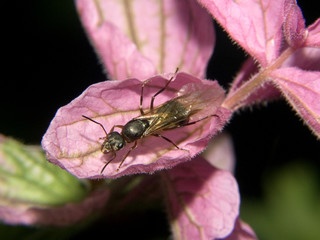 ant