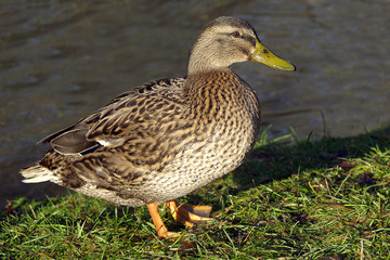 Ente