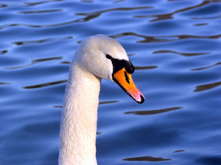 Obraz premium Schwan