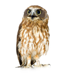 New Zealand owl
