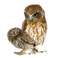 Fototapeta premium female owl and a owlet