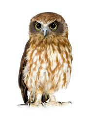Obraz premium New Zealand owl