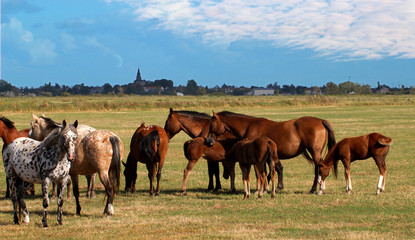 Fototapeta na wymiar Stado koni na bagnach Vendée