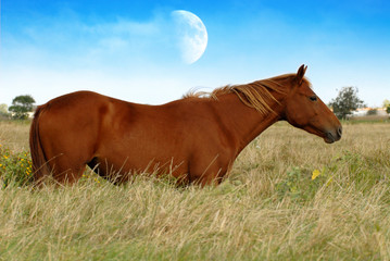 Fototapeta premium pouliche alezane sous la lune