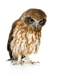 Papier Peint photo autocollant Hibou New Zealand owl