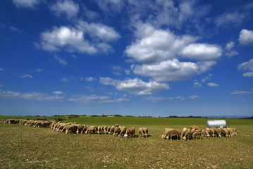 Fototapeta premium animaux de la ferme