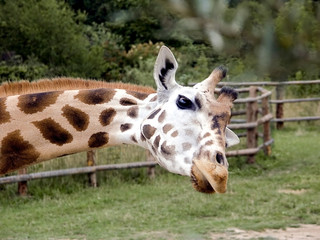 giraffe