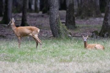 jeunes cheuvreuils