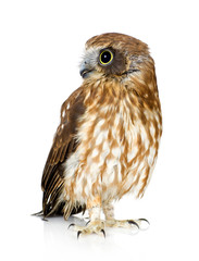 Fototapeta premium New Zealand owl