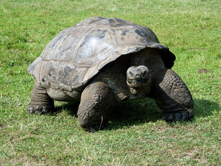Fototapeta premium testudo