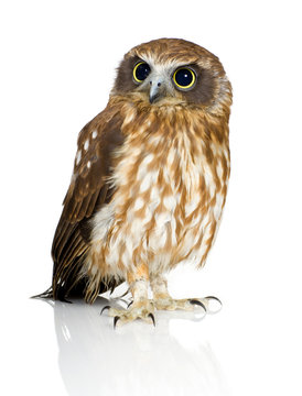 New Zealand owl