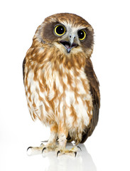 New Zealand owl