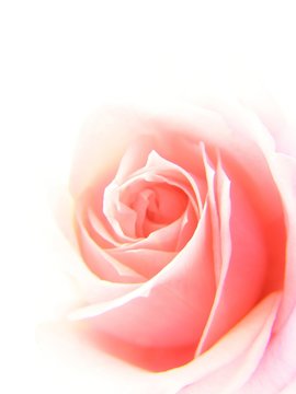 soft pink rose
