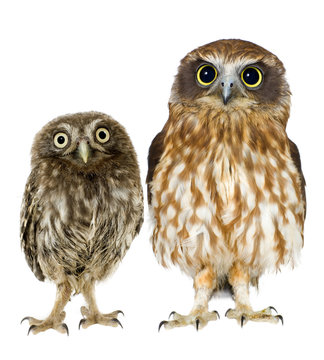 Female Owl And A Owlet