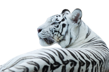 White Bengal tiger, isolated white