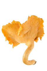 fresh beautiful chanterelle © Andrey Semenov