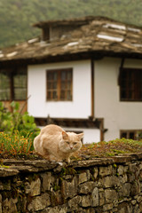 cat on  background of an old house in Bozenci, Bulgaria