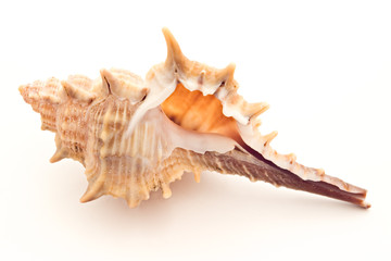 Seashell on white