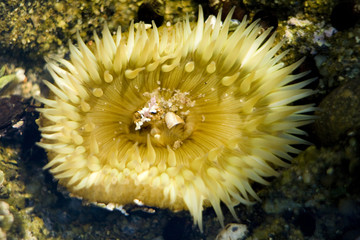 Sea Anemone