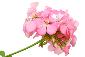 Fototapeta Beautiful inflorescence of pink geranium obraz