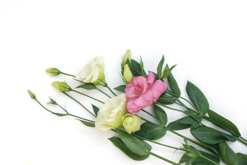 Obraz premium pink and light green lisianthus flowers on white background